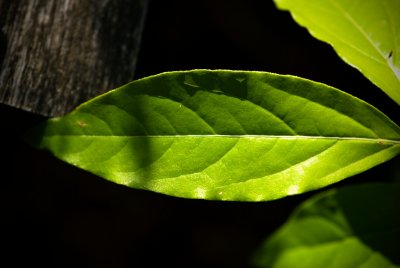 Chimonanthus praecox - zimokvět časný - list